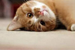 Cat Spay and Neuter Care: Details You Shouldn’t Skip