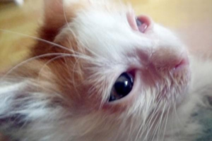 Is My Kitten’s Red Eye an Infection?