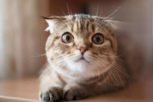 Saying No to Dark Tear Stains Under Your Cat’s Eyes