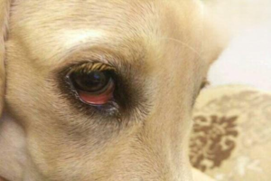 A Red Fleshy Growth in Your Dog’s Eye