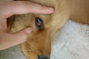 Red Tissue Growing Inside a Puppy’s Eye