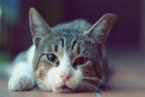 What to Do When Your Cat’s Immunity Is Low