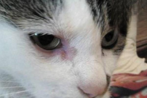 Why Your Cat’s Eyes Are Inflamed and Tearing Up