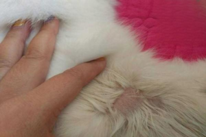 Simple Tips to Prevent Ringworm in Cats