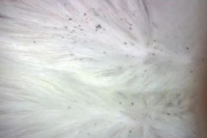 How to Tell If Your Cat Has Fleas