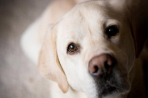 How to Remove Fleas from Your Dog