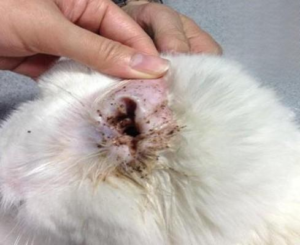 Cat Ear Mites