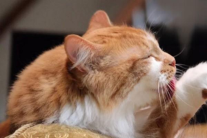 Does a Kitten Really Need Deworming After Two Months