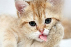 Why Your Cat Needs Deworming