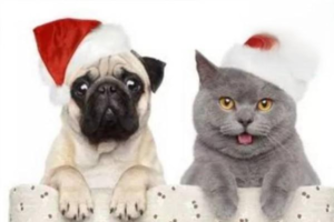 Can You Keep a Cat and a Dog Together