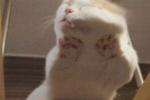 Why Your Cat Has a Lot of Eye Discharge