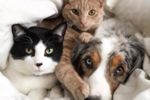 What to Do After Adopting a Cat or Dog