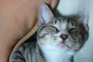 Cat Has Diarrhea After Kibble and Won’t Eat