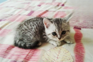 Why Your Cat’s Diarrhea Is Yellow-Ochre
