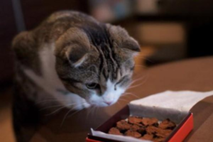 Five Foods You Should Never Feed Your Cat