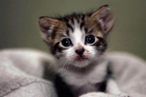 Cat Gastritis: Symptoms and Treatment