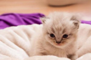 Keeping Your Cat Warm in Cold Winter