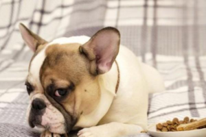 Why Is My Dog Such a Picky Eater?