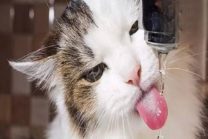 How Much Water Does a Cat Need Each Day?