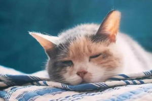 What to Do If Your Cat Catches Flu