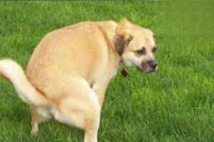 How to Train Your Dog to Use a Designated Potty Spot