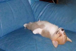 What Your Dog’s Sleeping Spot Says About Your Bond