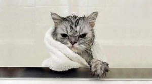 What Happens When a Cat’s Fur Gets Wet?
