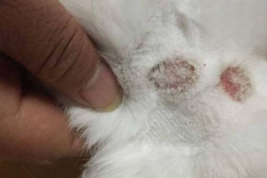 Cat Ringworm: Symptoms and Home Care