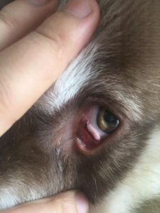 Dog Eyelid Entropion: What to Do