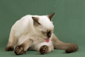 How Cats Keep Themselves Clean