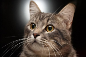 What Are a Cat’s Whiskers For?