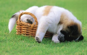 What to Do If Your Dog Suddenly Passes Blood