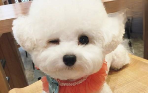 Diarrhea in a 10-Day-Old Puppy