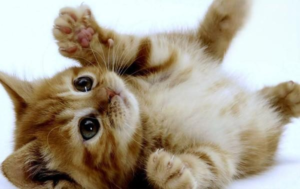 How to Remove Fleas From a 1.5-Month-Old Cat
