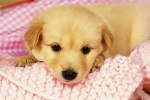 Dog Ascites: What It Means and What to Do