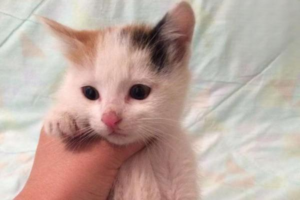 Can a Cat Survive Panleukopenia (Feline Distemper)?