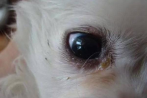 Dog With Eye Discharge and Low Energy: What to Check