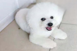 How to Get Rid of Tear Stains on Dogs