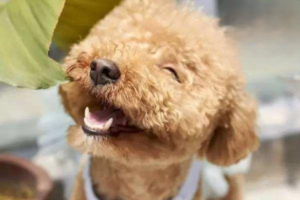 What Dog Food Helps Remove Tear Stains