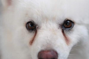 How to Treat Dog Tear Stains