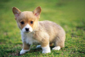 Why Is My Dog Pooping White Stools?