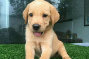 How to Fix Bad Breath in Dogs