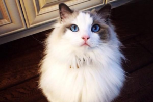 What Meats Are Best for Ragdoll Cats