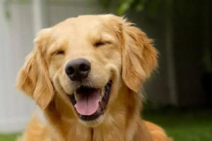 Can I Give My Dog Dewormer After Vaccination?