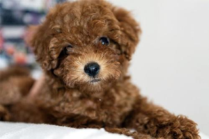 How to Deworm a Teddy (Toy Poodle)