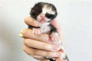 What Milk Can Newborn Kittens Drink?