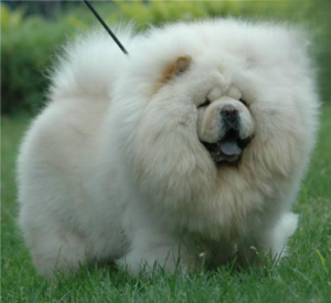 Distemper in Chow Chows: Symptoms and Treatment