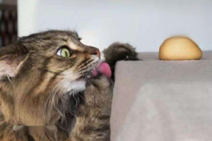 Why Is My Cat Crying?