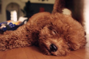 Is Canine Distemper Contagious to Other Dogs?