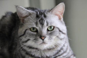 Why Are My Cat’s Tears Red?
